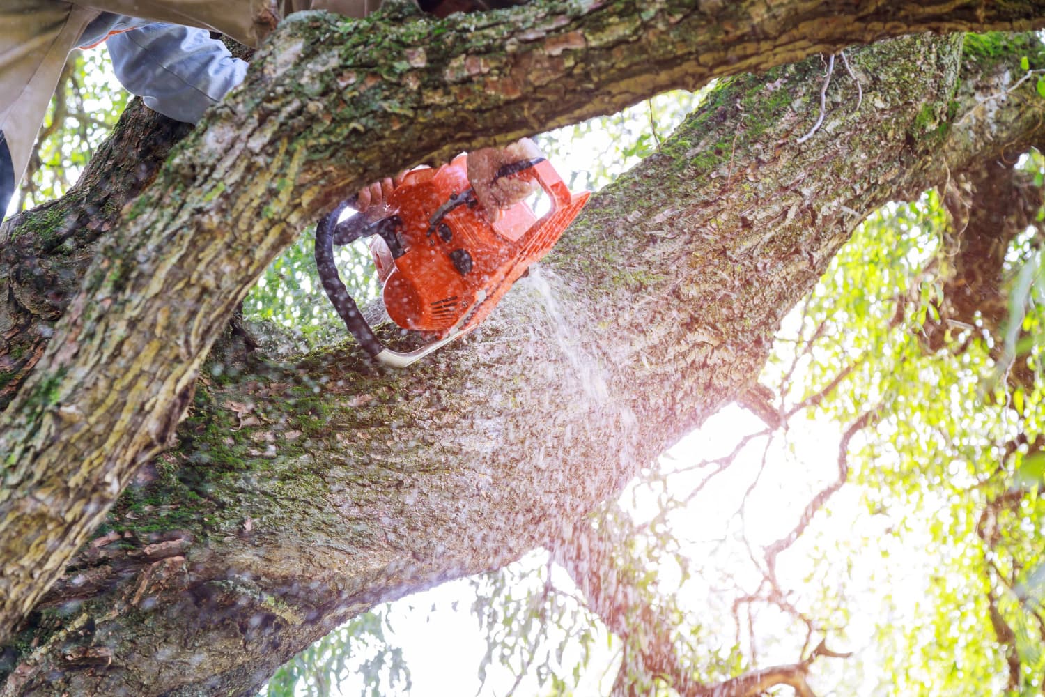 Tree Removal Frankston: Professional Services for Safe and Efficient Tree Management