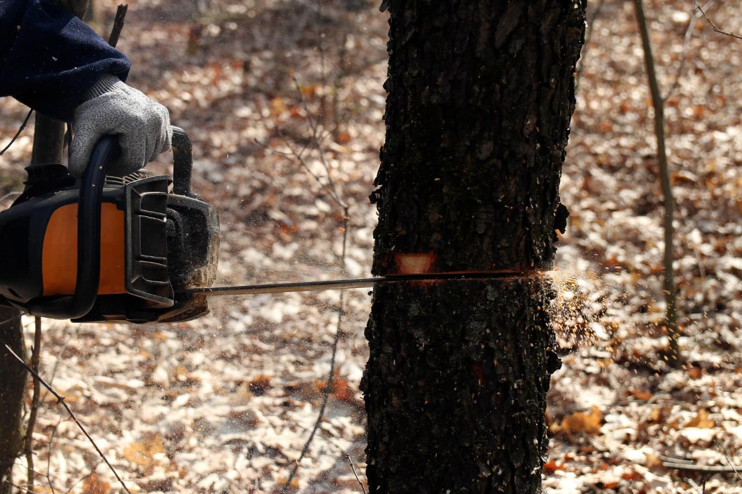 Tree Removal Chadstone: Everything You Need to Know Before Hiring a Professional