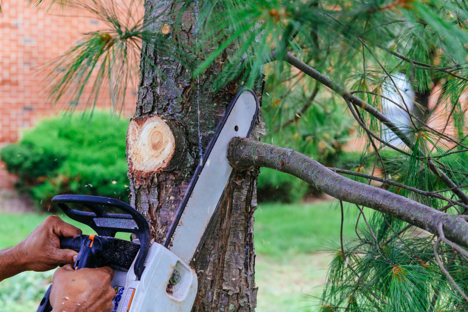 Tree Removal Service Melbourne: Your Ultimate Guide to Safe and Efficient Tree Removal