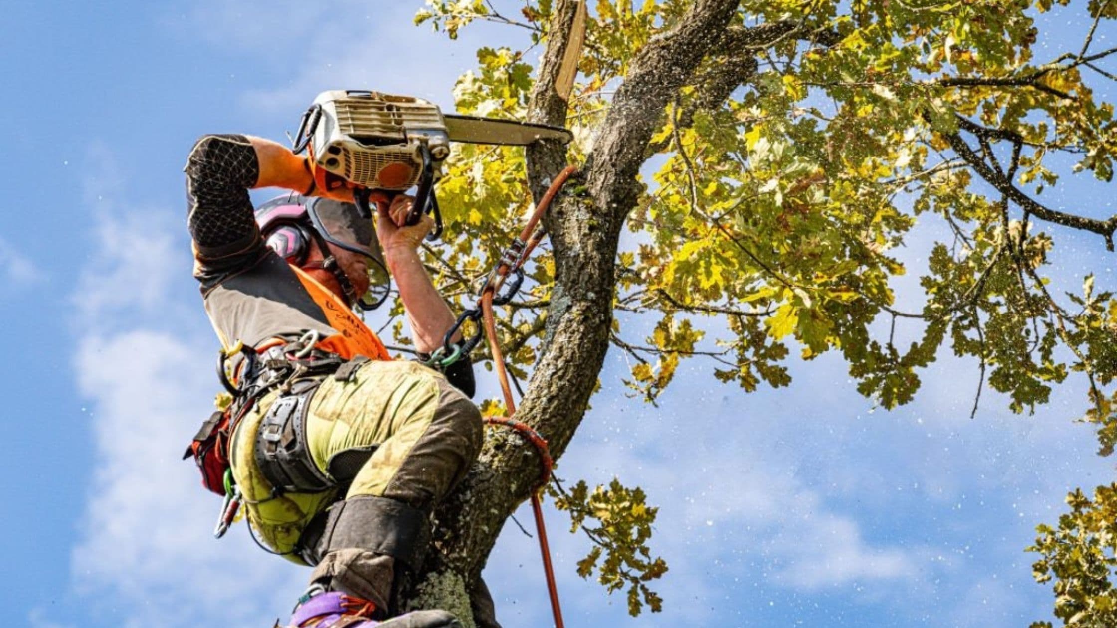 The Cost of Tree Removal in Clarinda: What to Expect in 2025