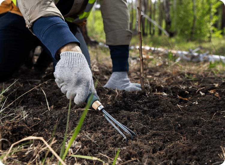 Experts for Tree Mulching