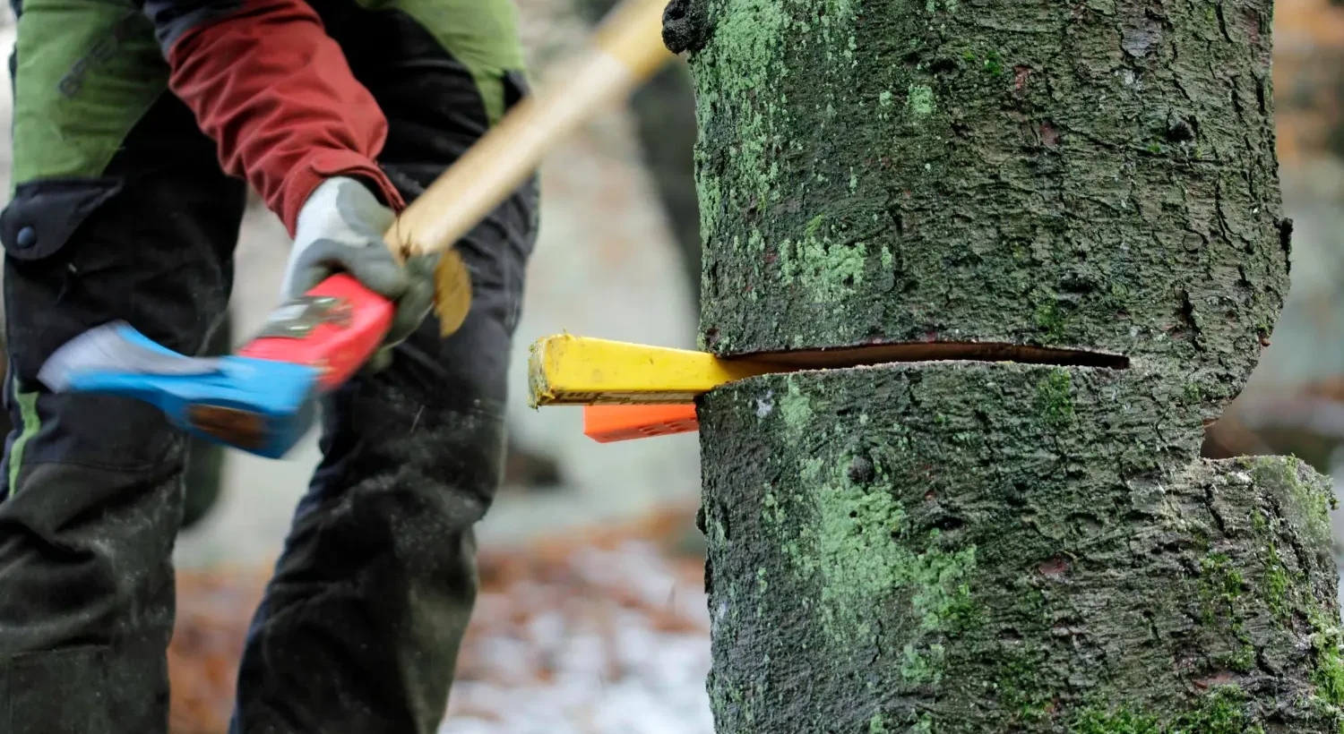 tree cutting service melbourne
