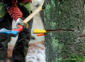 tree cutting service melbourne