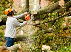 Tree Removal in Glen Waverley: Expert Services for a Safe and Beautiful Landscape