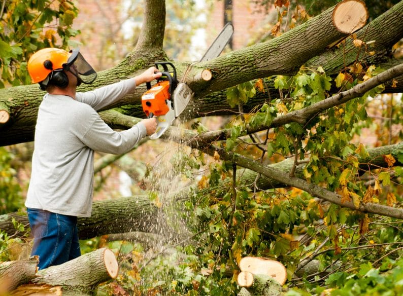 Tree Removal in Glen Waverley: Expert Services for a Safe and Beautiful Landscape