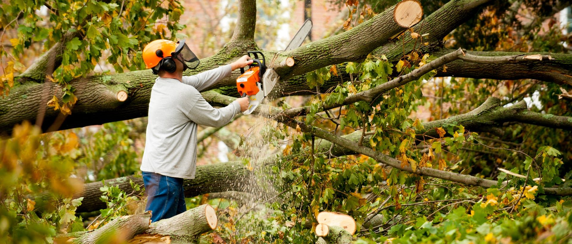 Tree Removal in Glen Waverley: Expert Services for a Safe and Beautiful Landscape