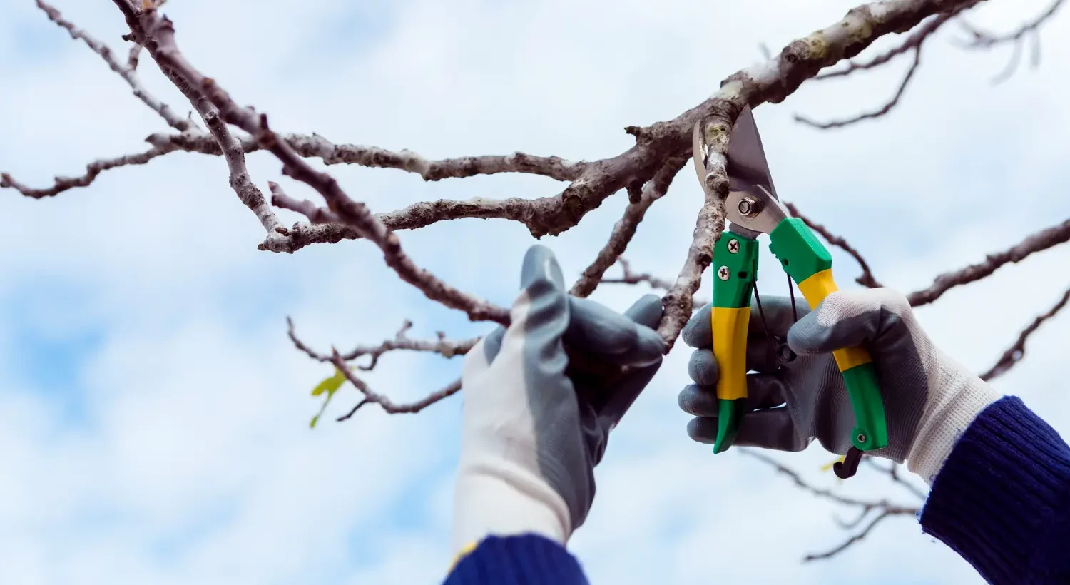 tree removalists melbourne