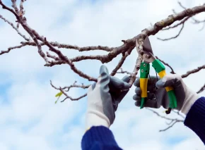 tree removalists melbourne