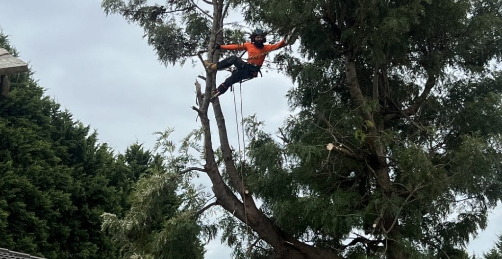 tree cutting service 