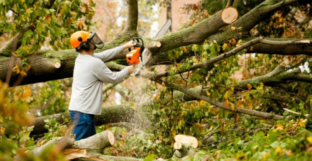 tree services melbourne