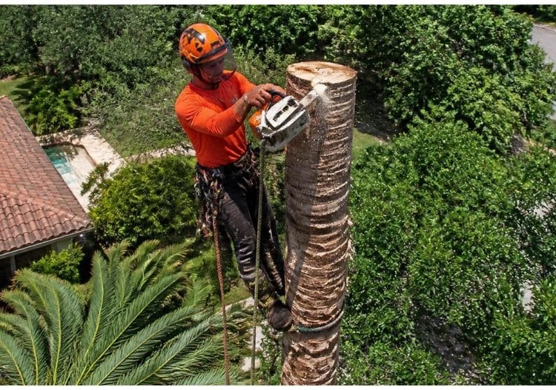 palm tree removal melbourne