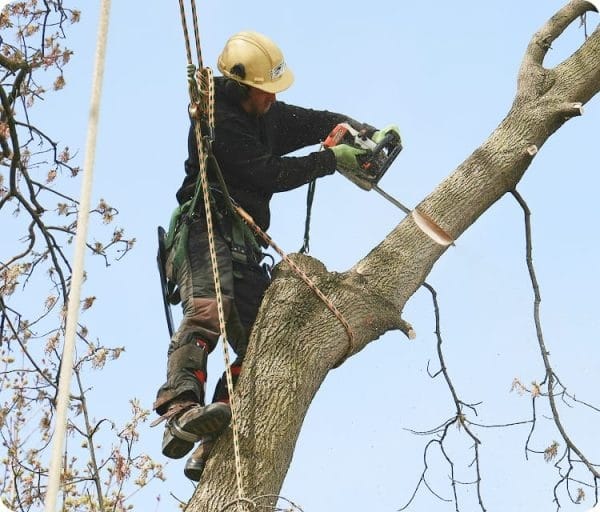 tree cutting melbourne