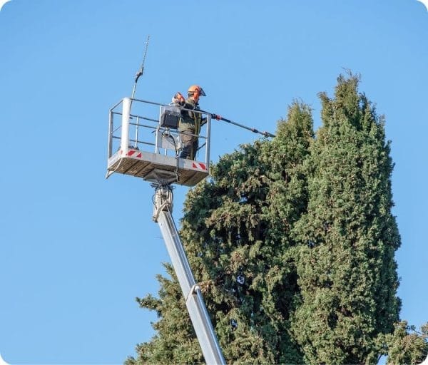 tree trimming