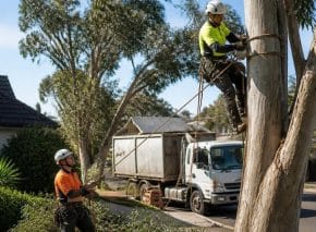 tree removal services melbourne