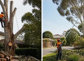 tree removalists melbourne