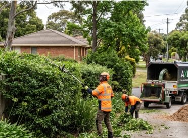 tree pruning melbourne arborist